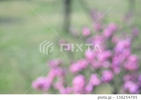 ピンク グリーン ピンボケ 花 アウトフォーカス 背景素材 138254705