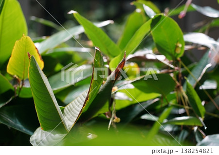 Heliconia psittacorum Parrot Heliconia Plant Close Up Heliconia psittacorum Parrot Heliconia Plant Close Up 138254821