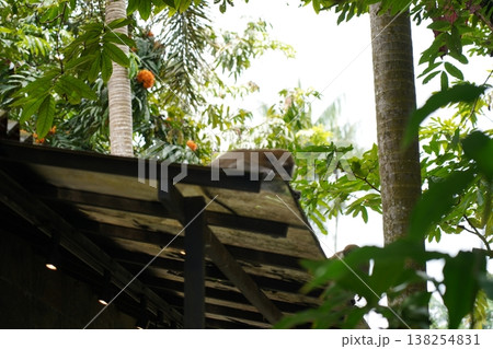 Monkey Relaxing on Roof in Tropical Setting Monkey Relaxing on Roof in Tropical Setting 138254831