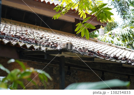 Monkey Resting on Roof Tropical Wildlife Scene 138254833
