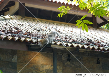 Monkey on the Roof Scene at Tropical Location 138254835