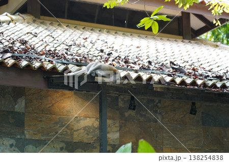 Monkey Lounging on Roof at Tropical Building Structure 138254838