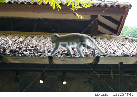 Monkey on a Tiled Roof in Southeast Asia 138254840