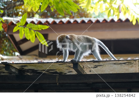 Monkey on a roof in natural habitat wildlife photo 138254842