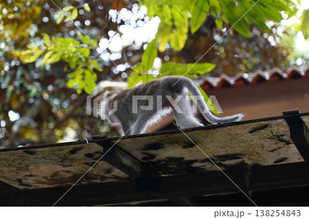 Monkey on the Roof Wildlife Photography Outdoors Monkey on the Roof Wildlife Photography Outdoors 138254843