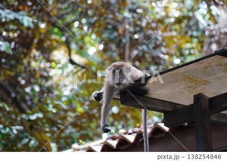 Monkey on Roof Relaxing in the Jungle Wildlife Monkey on Roof Relaxing in the Jungle Wildlife 138254846