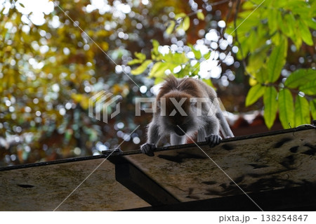 Monkey on Roof Looking Down Primate Wildlife 138254847