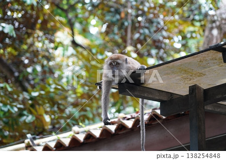 Long Tailed Macaque Monkey on Roof in Natural Habitat Long Tailed Macaque Monkey on Roof in Natural Habitat 138254848