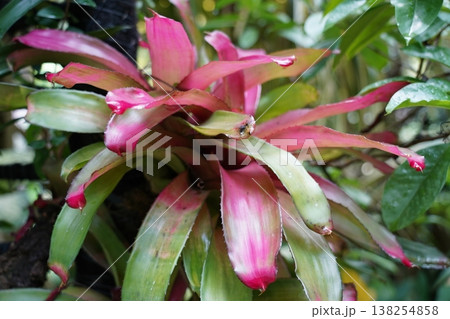 Bromeliad Neoregelia with Pink and Green Leaves Bromeliad Neoregelia with Pink and Green Leaves 138254858