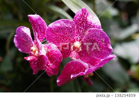 Purple Orchids Close Up Photography Purple Orchids Close Up Photography 138254859