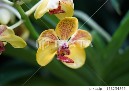 Yellow Ascocenda Orchid Blossom Close Up 138254863