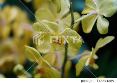 Beautiful Yellow Ascocentrum Orchid in Bloom 138254869