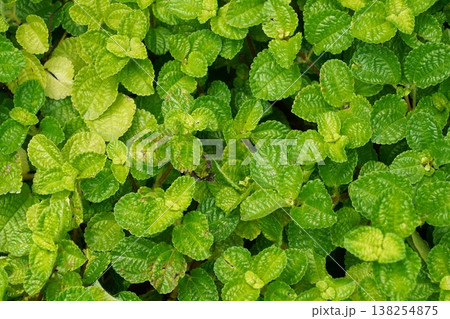 Pilea Nummulariifolia Close Up Green Leaves Pilea Nummulariifolia Close Up Green Leaves 138254875