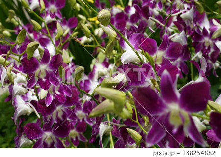 Purple and White Dendrobium Orchid Flowers Purple and White Dendrobium Orchid Flowers 138254882