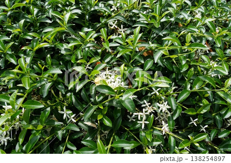 Confederate Jasmine Flowers and Greenery Nature Confederate Jasmine Flowers and Greenery Nature 138254897