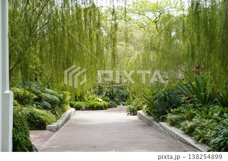 Path Through Lush Green Garden with Weeping Willow Trees 138254899