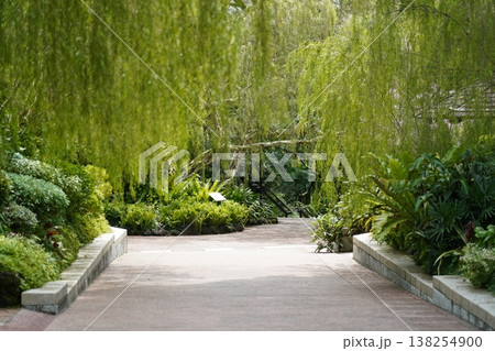 Pathway Through Lush Greenery and Weeping Willow Branches 138254900