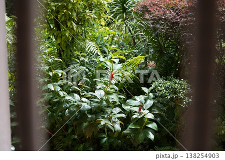 Lush Greenery and Red Flowers in Tropical Garden Lush Greenery and Red Flowers in Tropical Garden 138254903