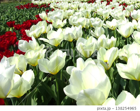春の花花 春の花花 138254965