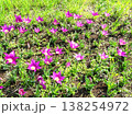 春の花花 138254972