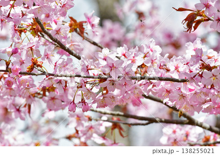 花 桜 エゾヤマザクラ 花 桜 エゾヤマザクラ 138255021
