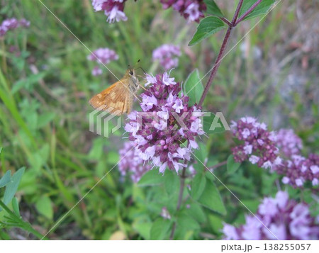 Woodland Skipper Feeds On Marjoram Nectar Woodland Skipper Feeds On Marjoram Nectar 138255057