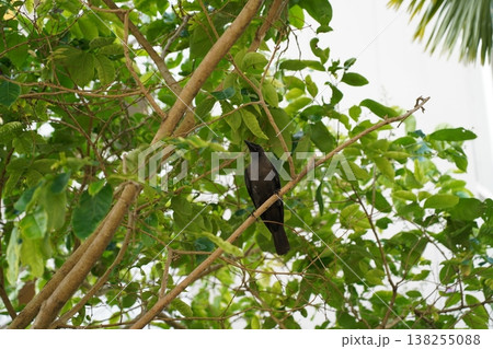 Crow Perched in Green Tree Branches Crow Perched in Green Tree Branches 138255088