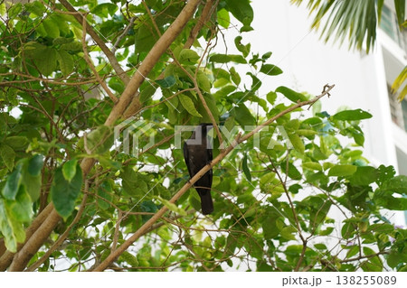 Crow Perched in Lush Green Tree Branch View Crow Perched in Lush Green Tree Branch View 138255089