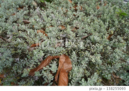 Green Leucophyllum frutescens with Brown Leaves Ground Green Leucophyllum frutescens with Brown Leaves Ground 138255093