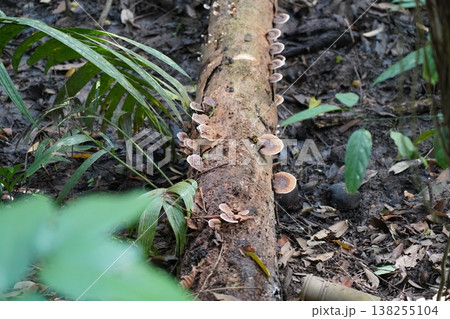 Mushrooms on a Log in the Forest 138255104