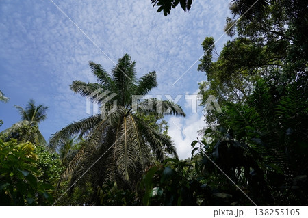 Lush Tropical Forest with Palm Trees and Blue Sky Lush Tropical Forest with Palm Trees and Blue Sky 138255105
