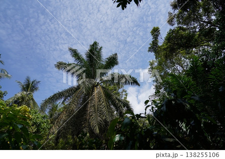 Palm Tree Canopy Against a Bright Blue Sky Palm Tree Canopy Against a Bright Blue Sky 138255106