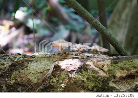 Mushrooms Growing on Tree Trunk Outdoors Nature Scene 138255109