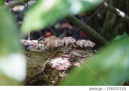 Delicate Mushrooms on a Fallen Log Woodland Scene 138255110