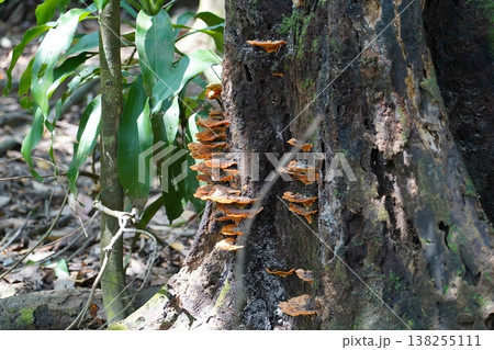 Tree Trunk with Fungi and Green Leaves Tree Trunk with Fungi and Green Leaves 138255111