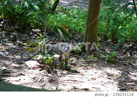 Long Tailed Macaque Monkey in Natural Habitat Long Tailed Macaque Monkey in Natural Habitat 138255118