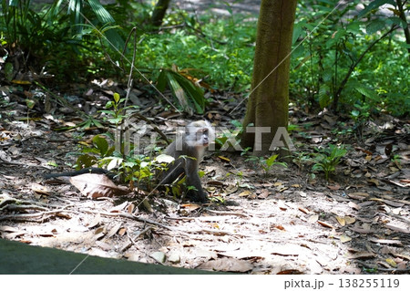 Monkey in its Natural Habitat 138255119
