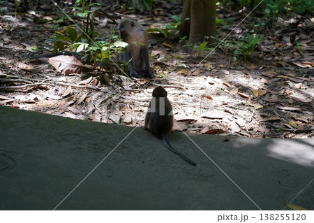 Monkeys in Natural Habitat Monkeys on the Ground Monkeys in Natural Habitat Monkeys on the Ground 138255120