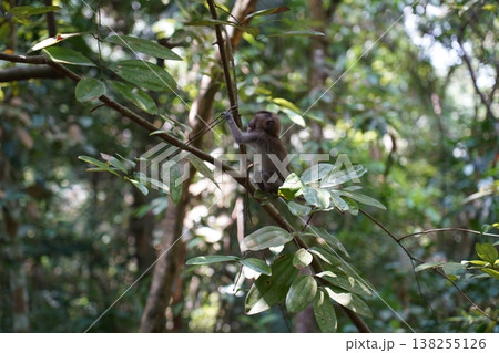 Monkey in the trees cute animal tropical forest primates 138255126