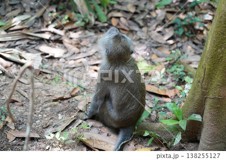 Monkey Sitting in Forest Environment Wildlife Photography 138255127
