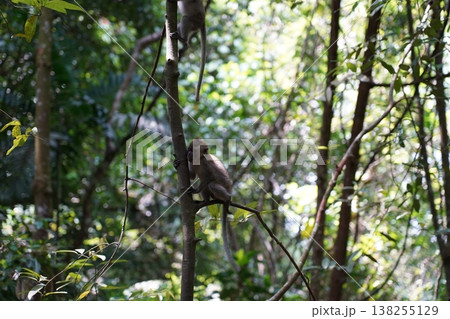 Long tailed Macaque Monkey in a Lush Green Forest Long tailed Macaque Monkey in a Lush Green Forest 138255129