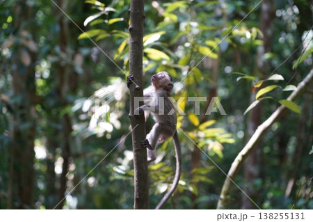 Cute Baby Macaque Monkey Climbing a Tree in the Forest Cute Baby Macaque Monkey Climbing a Tree in the Forest 138255131