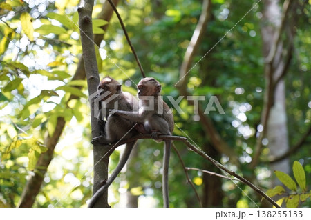 Two Long Tailed Macaques Sitting on a Tree Branch 138255133