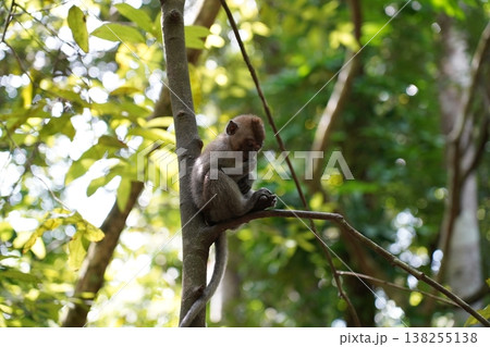 Long tailed Macaque Monkey on Tree Branch Long tailed Macaque Monkey on Tree Branch 138255138