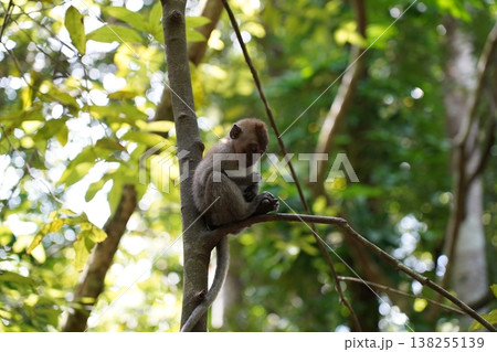Adorable Long Tailed Macaque Monkey Sitting on Tree Branch 138255139