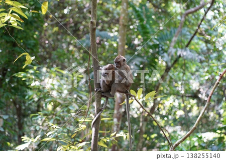 Mother and Baby Macaque Monkey in a Forest Setting Mother and Baby Macaque Monkey in a Forest Setting 138255140