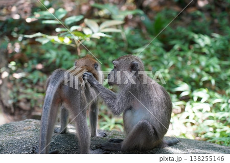 Two Macaque Monkeys Grooming in a Lush Environment Two Macaque Monkeys Grooming in a Lush Environment 138255146
