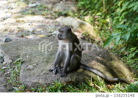 Long Tailed Macaque Sitting on a Rock  Wildlife 138255148