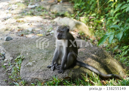 Monkey sitting on stone in the park 138255149
