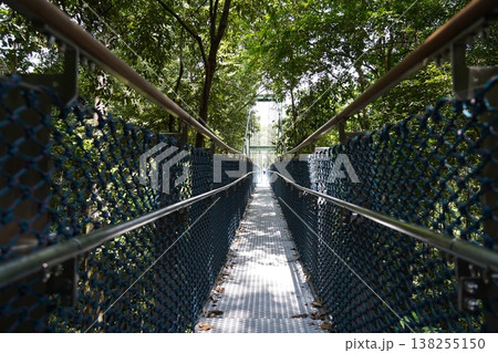 Walkway in the Canopy of Trees at MacRitchie Reservoir 138255150